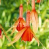 Fiery Spieder Fuchsie