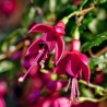 Diva Midnight Fuchsie