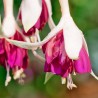 Carnival Fuchsie