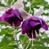 Fuchsie La grande Jollies Trailing Limousin