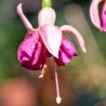 Garden News Fuchsie