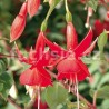 Kwintet Fuchsie