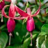 Coral Fuchsie