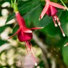 Flasch Fuchsie