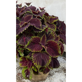  Africká kopřiva -Coleus  Kong Scarlet