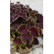 Coleus, Africká kopřiva  Kong Scarlet