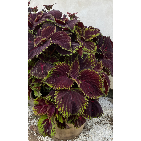 Coleus, Africká kopřiva  Kong Scarlet