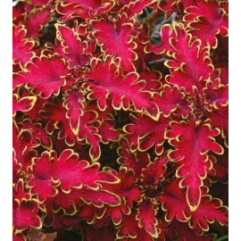 Africká kopřiva – Coleus Malibu Red- jasně červená