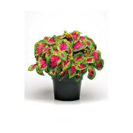 Coleus - Africká kopřive , Malibu Red- tm. červená