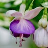 Pink Balet Girl Fuchsie (Bunney GB 1862)