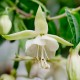 Greenpeace Fuchsie (Fuchsie)