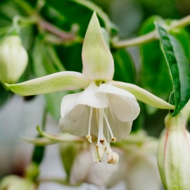 Greenpeace Fuchsie (Fuchsie)