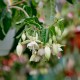 Greenpeace Fuchsie (Fuchsie)