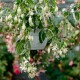 Greenpeace Fuchsie (Fuchsie)