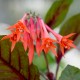 Insulinde Fuchsie