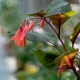 Insulinde Fuchsie