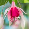 Cascade Fuchsie (Lagen  USA  1937)