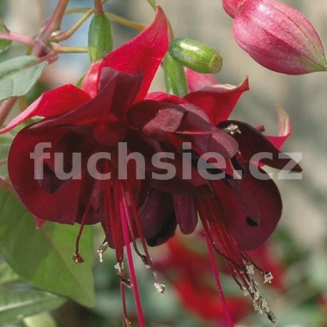 Maxima Fuchsie