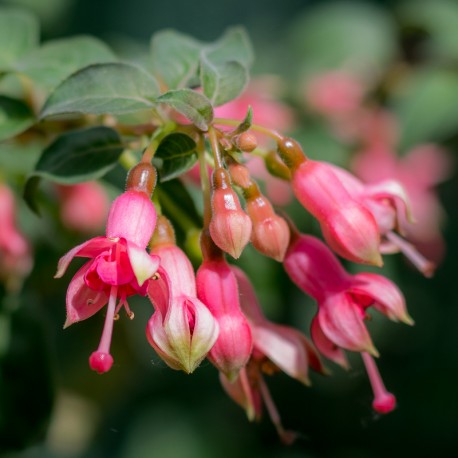 Schöne Wilhelmine Fuchsie