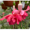 Applause Fuchsie