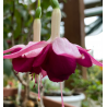 Fuchsie Delta s symphonie