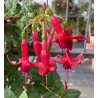 Mephisto Fuchsie