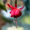 Toci Fuchsie