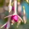 Fler de Picardia Fuchsie