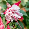 Super Sport Fuchsie