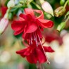 Uschi Willkomm Fuchsie