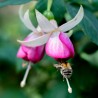 Hochzeitsglocken (Fuchsie)