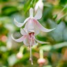 Alice Larson Fuchsie