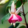 China Lantern Fuchsie