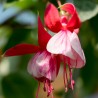 Playboy Fuchsie