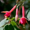 August Seibert Fuchsie