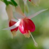 Louis Hasselmann Fuchsie