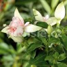 Diva White/White Fuchsie