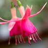 Rasputin Fuchsie (Fuchsie)