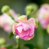 Herps Mignon (Fuchsie)