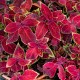 Africká kopřiva – Coleus – Wizard Velvet Red