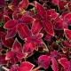 Africká kopřiva – Coleus – Wizard Velvet Red