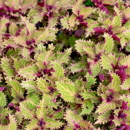 Coleus Copa Peter s Wonder- kopřiva pestrá