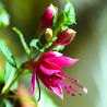 Fuchsita speciál Magenta-purple