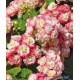 Pelargónie zonale Aplleblossom rosebau - růžičkový, vzpřímený)