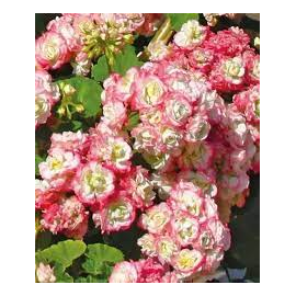 Pelargónie zonale Aplleblossom rosebau - růžičkový, vzpřímený)