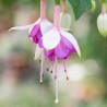 Dawn Fuchsie