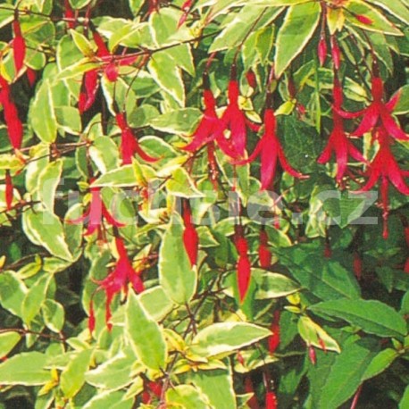 Magellanica Variegata Fuchsie-mrazuvzdorná