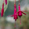 Herps Kipkar (Fuchsie)