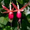 Floral City Fuchsie