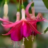Cornelia Smith Fuchsie